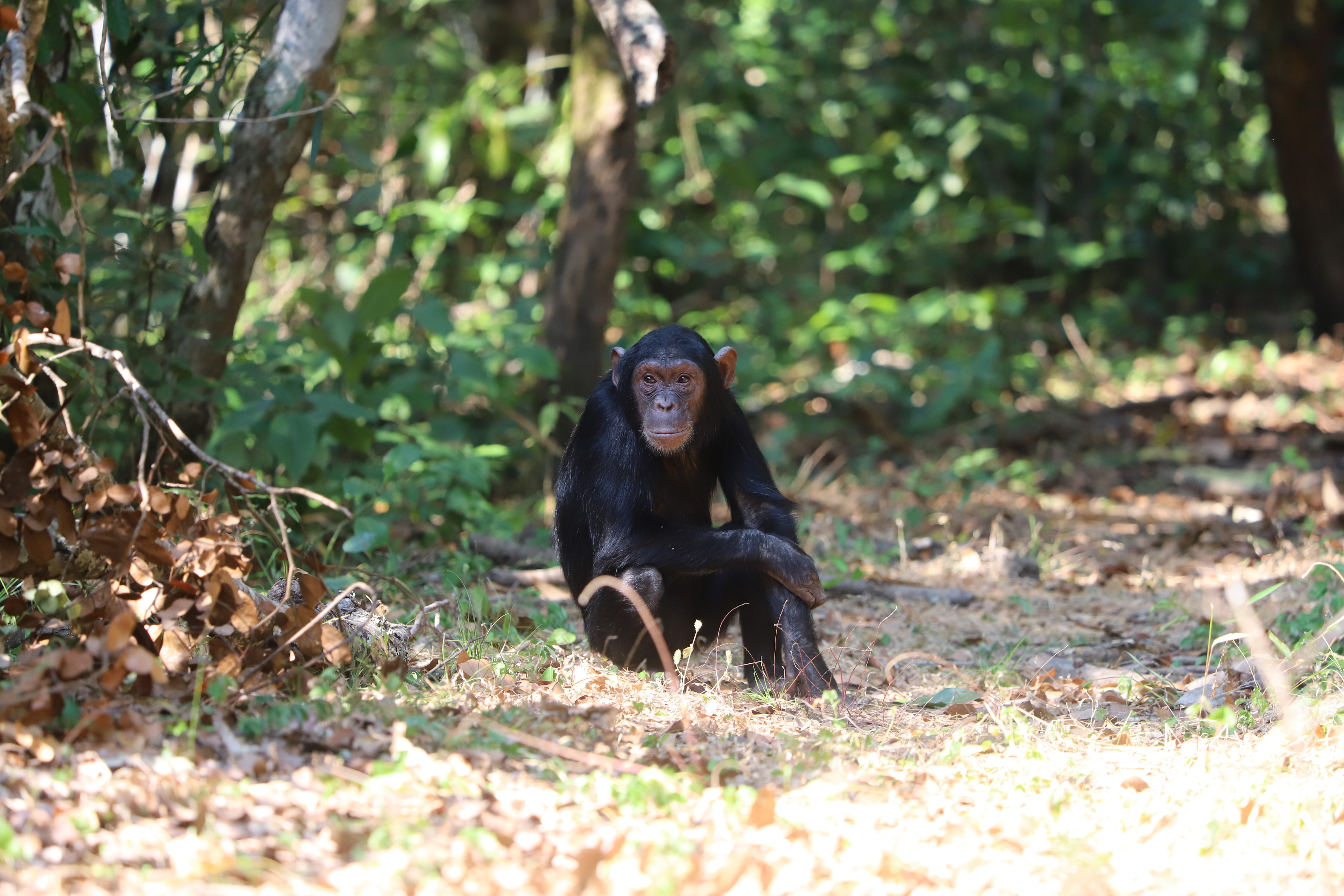 Gombe National Park Tour